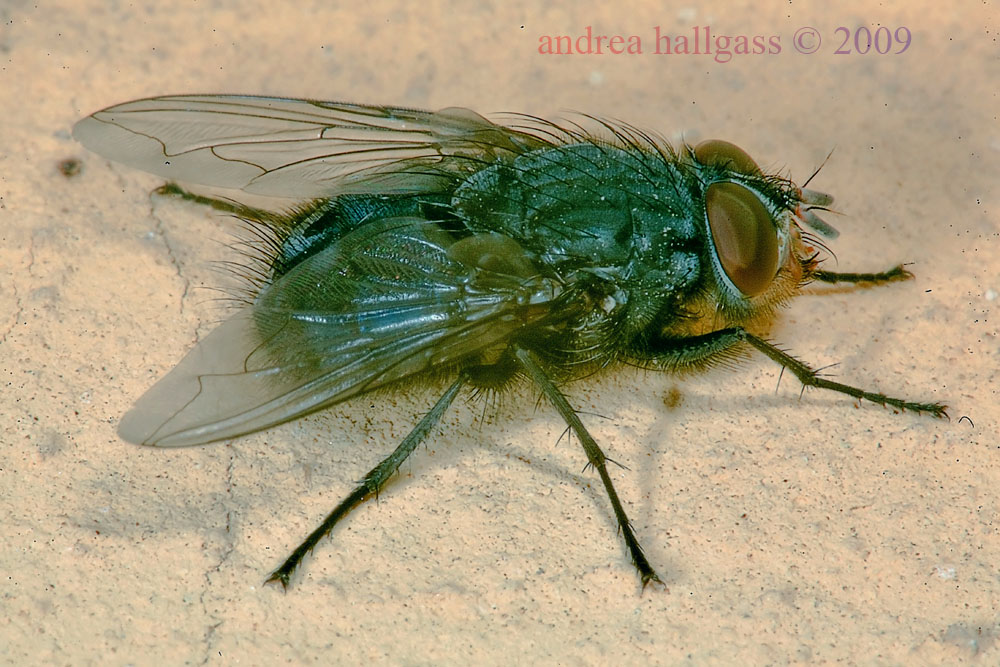 Calliphora vicina M e vomitoria F (Calliphoridae)